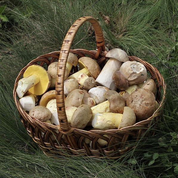 Honeymoon Mushroom Foraging