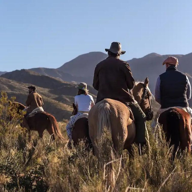 Horse trail ride through the Vineyards
