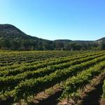 La Cruz de Comal Wines, Ltd.