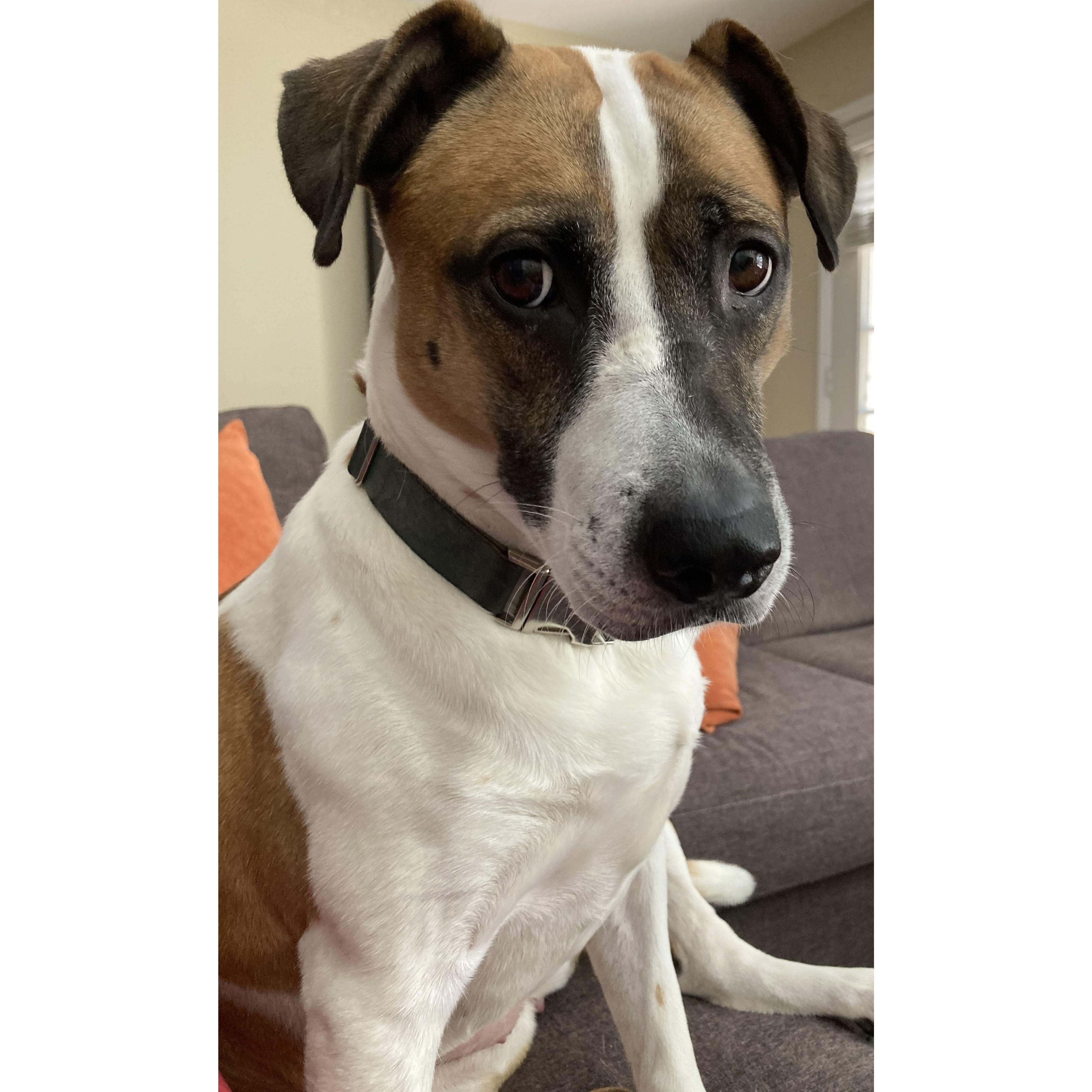 Ella, our mischievous pup