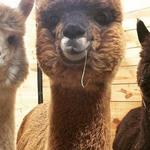 Alpaca Acres Farm and Fun