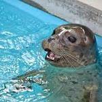 Visit the Sea Lions at Pacific Marine Mammal Center