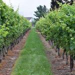 Tour a Winery (or Five)