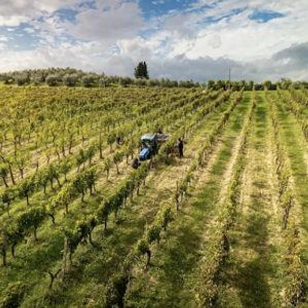 wine tasting at Poderi Arcangelo in Tuscany