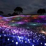 Field of Light at Sensorio