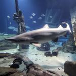 Long Island Aquarium