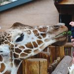 Cheyenne Mountain Zoo Road