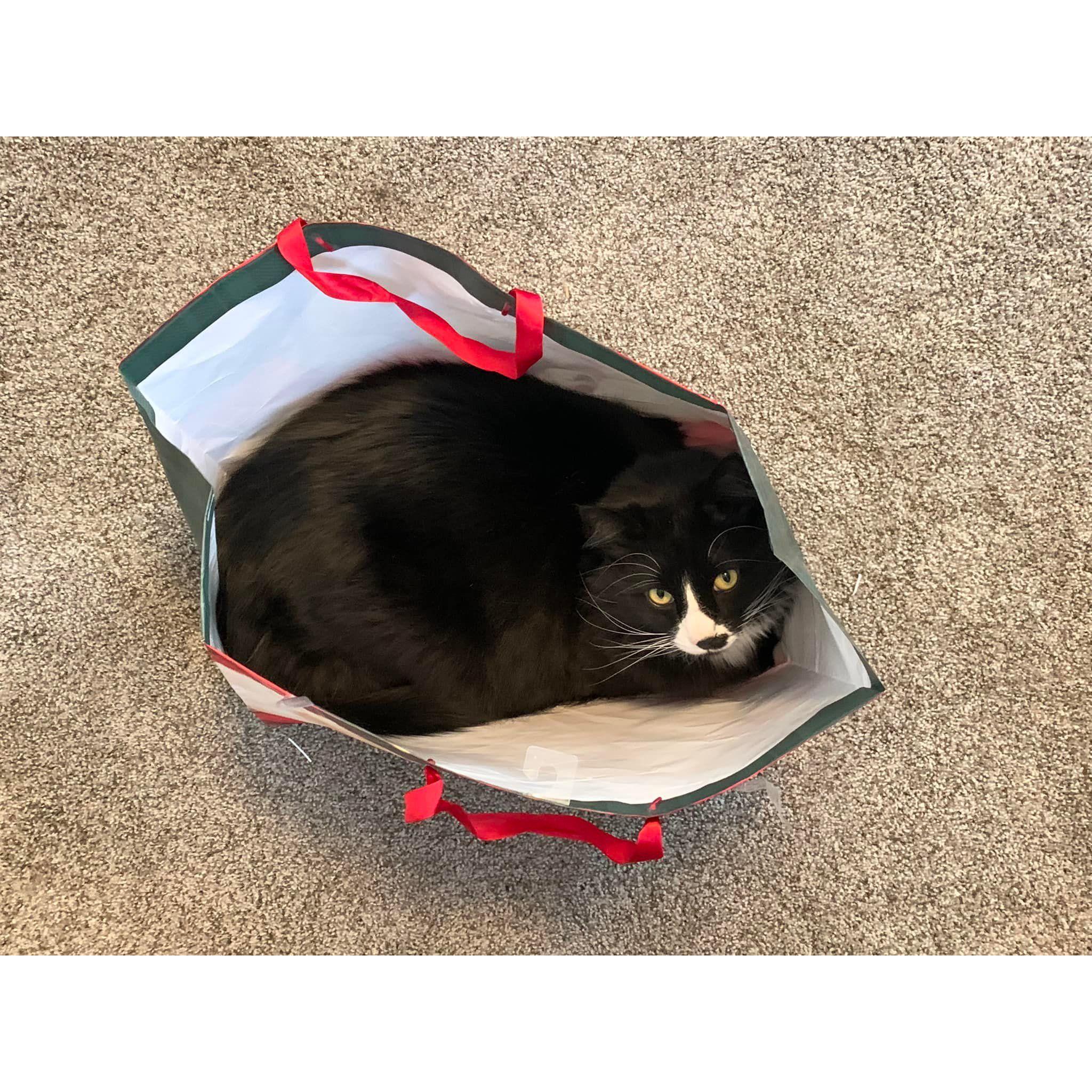 Our handsome boy, Bro