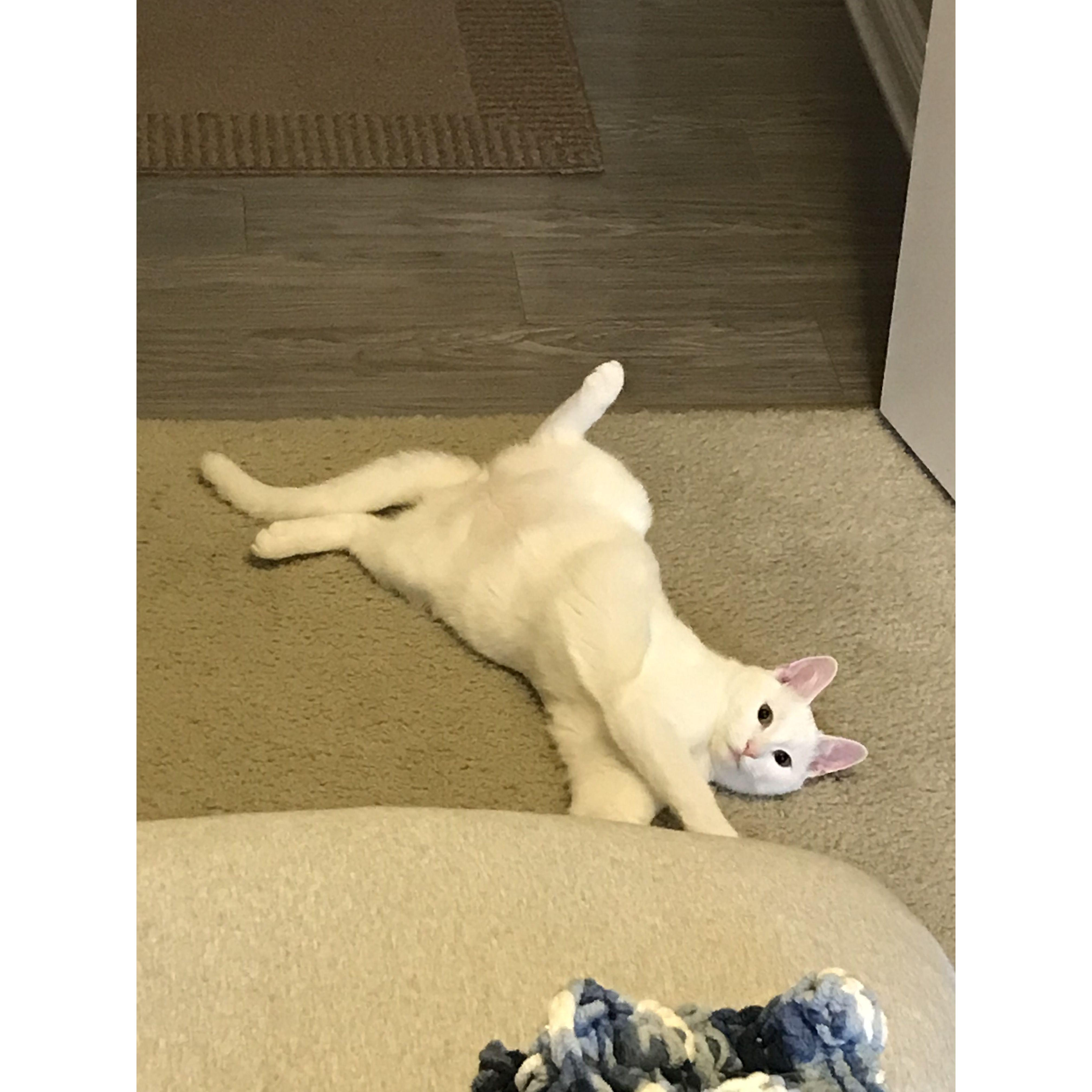 As you can see, he loves to chill