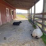 Kinder Farm Park