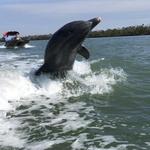 Marco Island Eco Tours