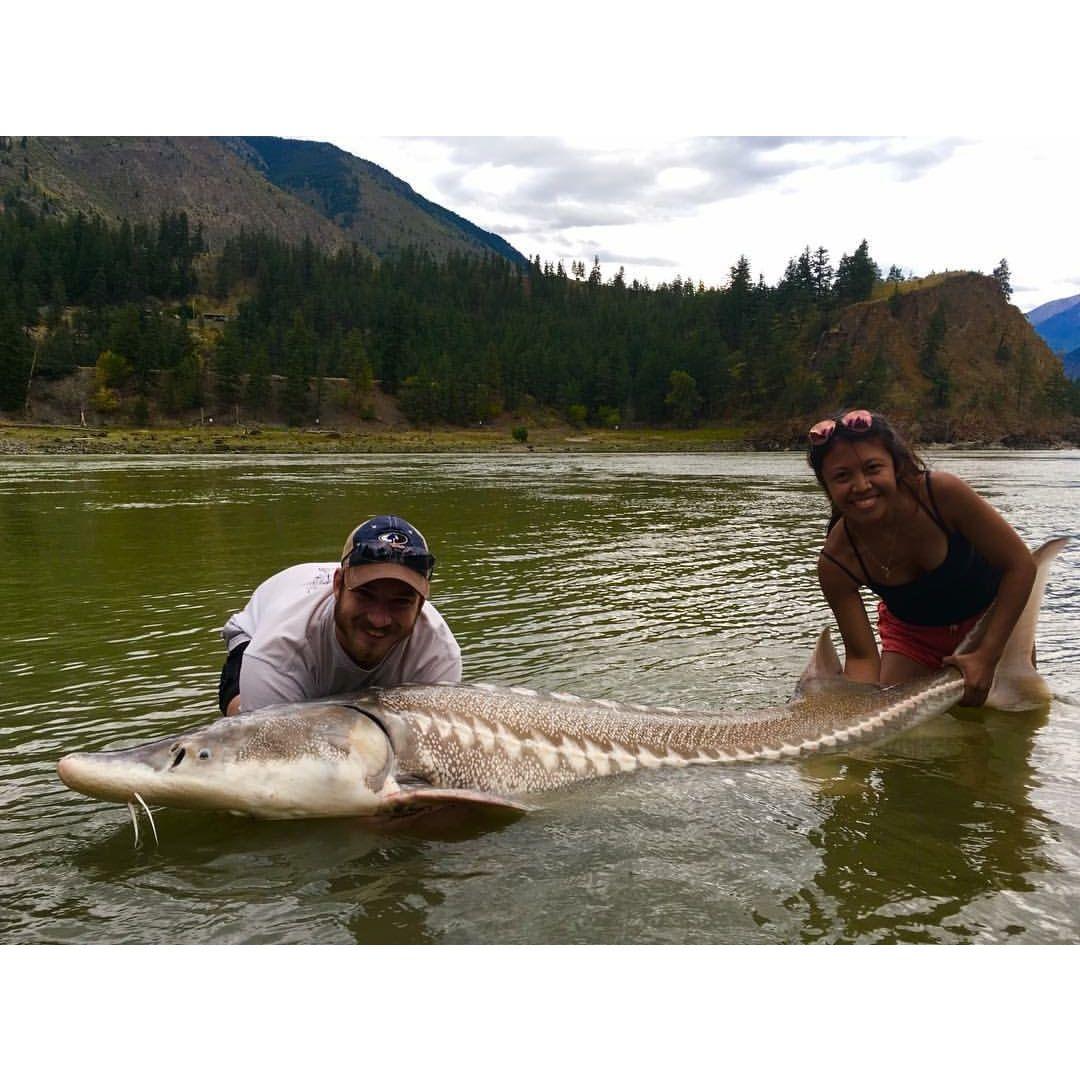 Paulina catching her biggest fish, a 7'1" white sturgeon