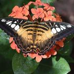Butterfly Biosphere