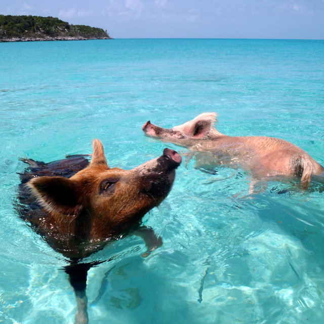 Boat Tour + Swimming with Pigs + Lunch + Snorkeling