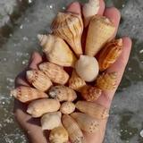 Gulfside City Beach Park (Algiers)