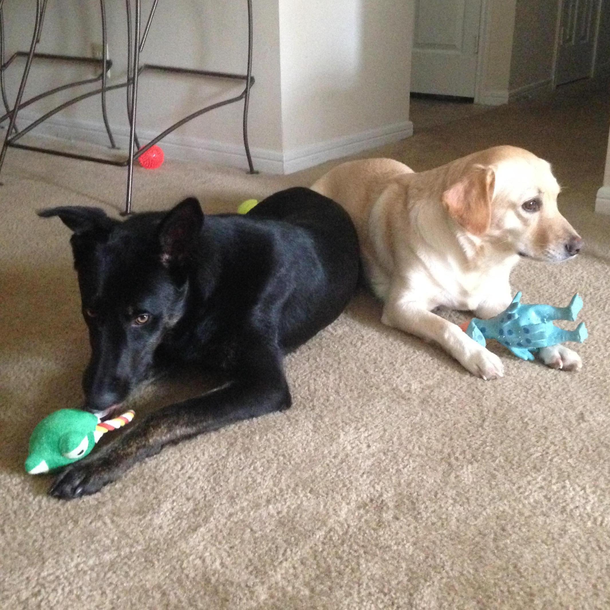 Adopted Ranger as a friend for Jude