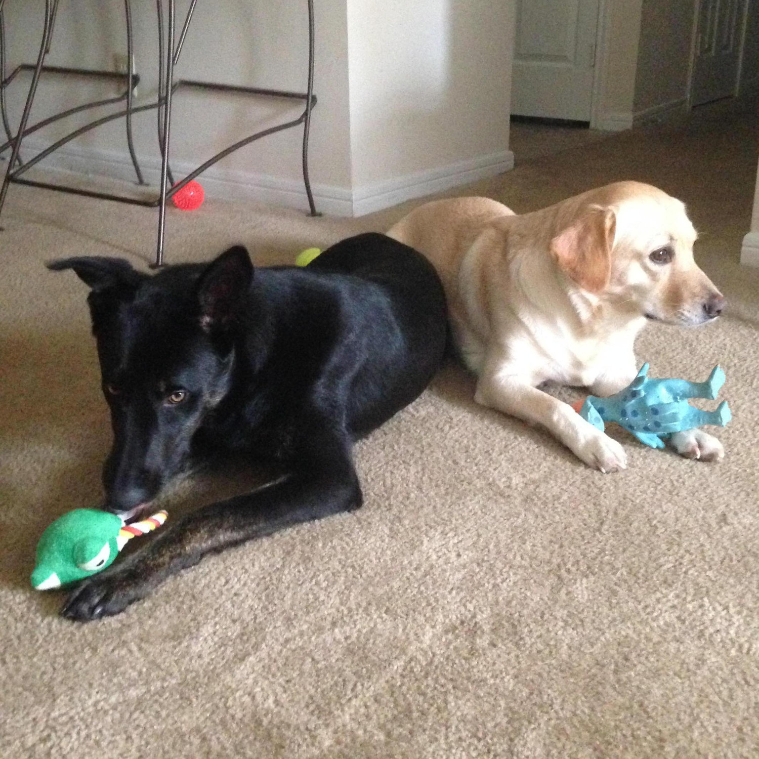 Adopted Ranger as a friend for Jude