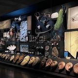 Visit a Dinosaur Fossil Museum