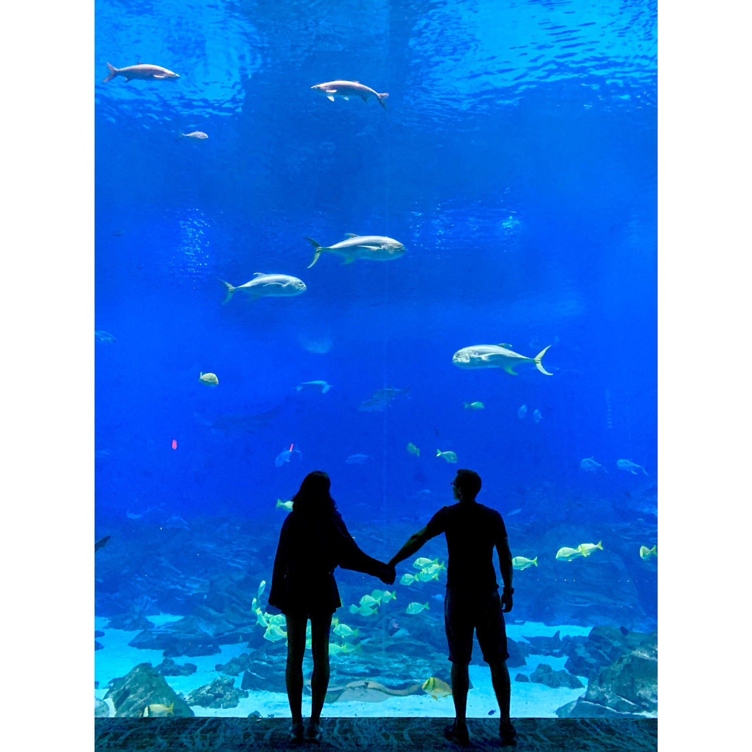 "Look! Fishies!" - Atlanta Aquarium