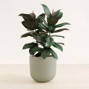 Large Sage Green Rubber Tree | easyplant