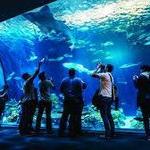 Shedd Aquarium