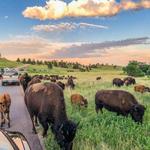 Custer State Park Wildlife Loop