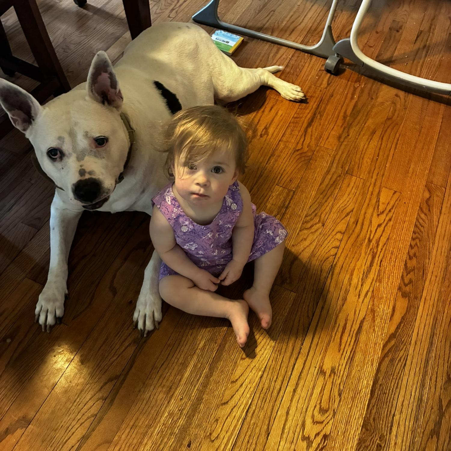 Lucky and Hope. Note the matching expressions of “nope I did not eat that.”