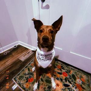 Pet Sitting For Our Honeymoon