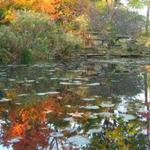 Alfred Caldwell Lily Pool