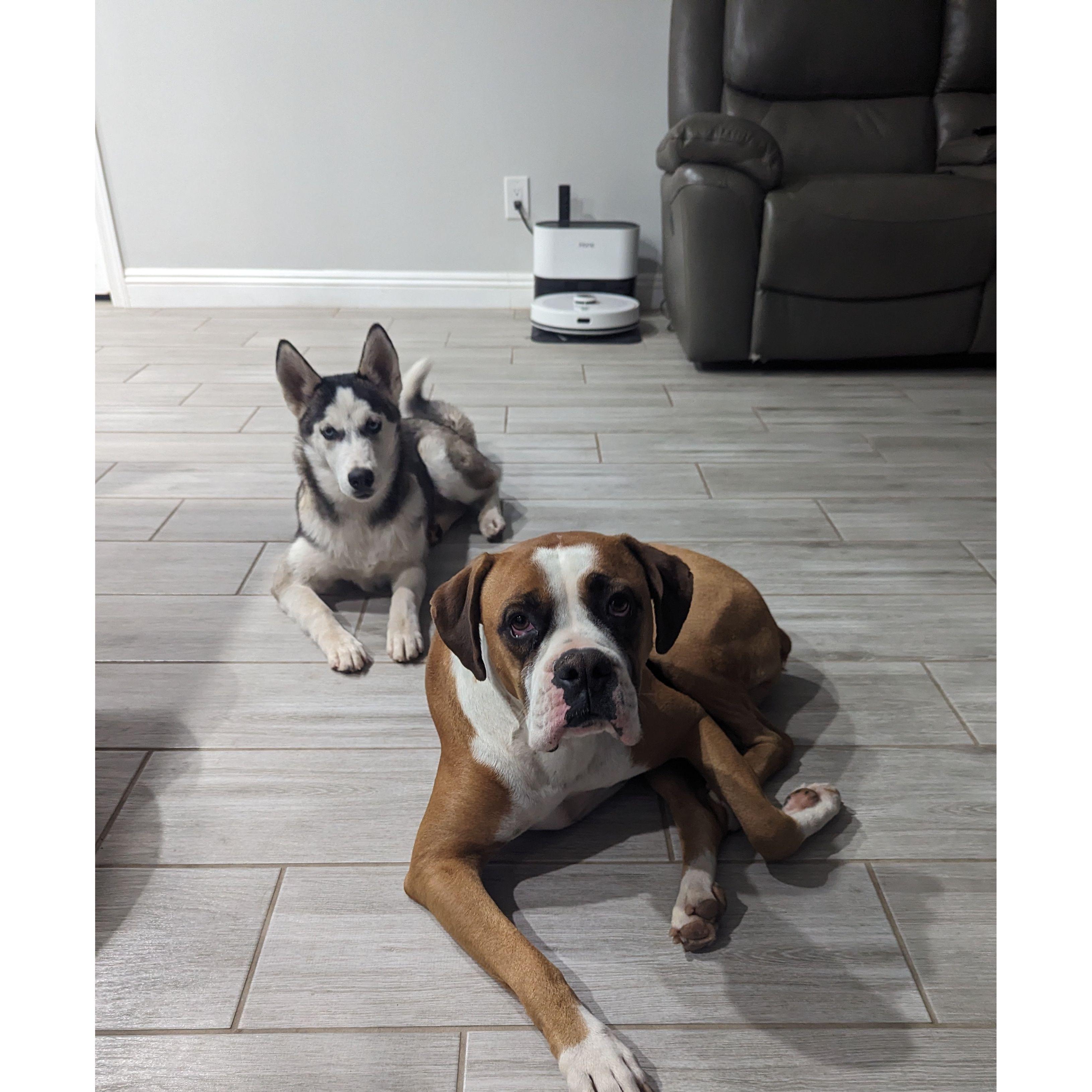 Our FURBABIES, BUGGS & ZOEY