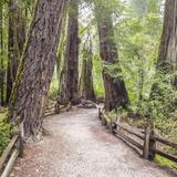 Big Basin Redwoods State Park