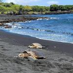 Punaluʻu Black Sand Beach