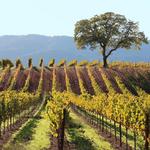 Sonoma Valley
