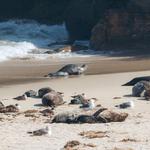 Elephant Seal Watch