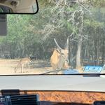 Aggieland Safari