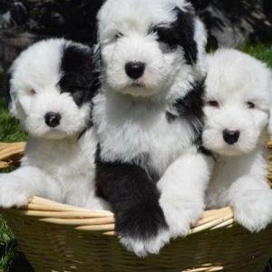 Our New Puppy Fund
