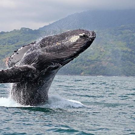 Whale Watching in Lahaina, Maui