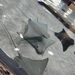 The Florida Aquarium