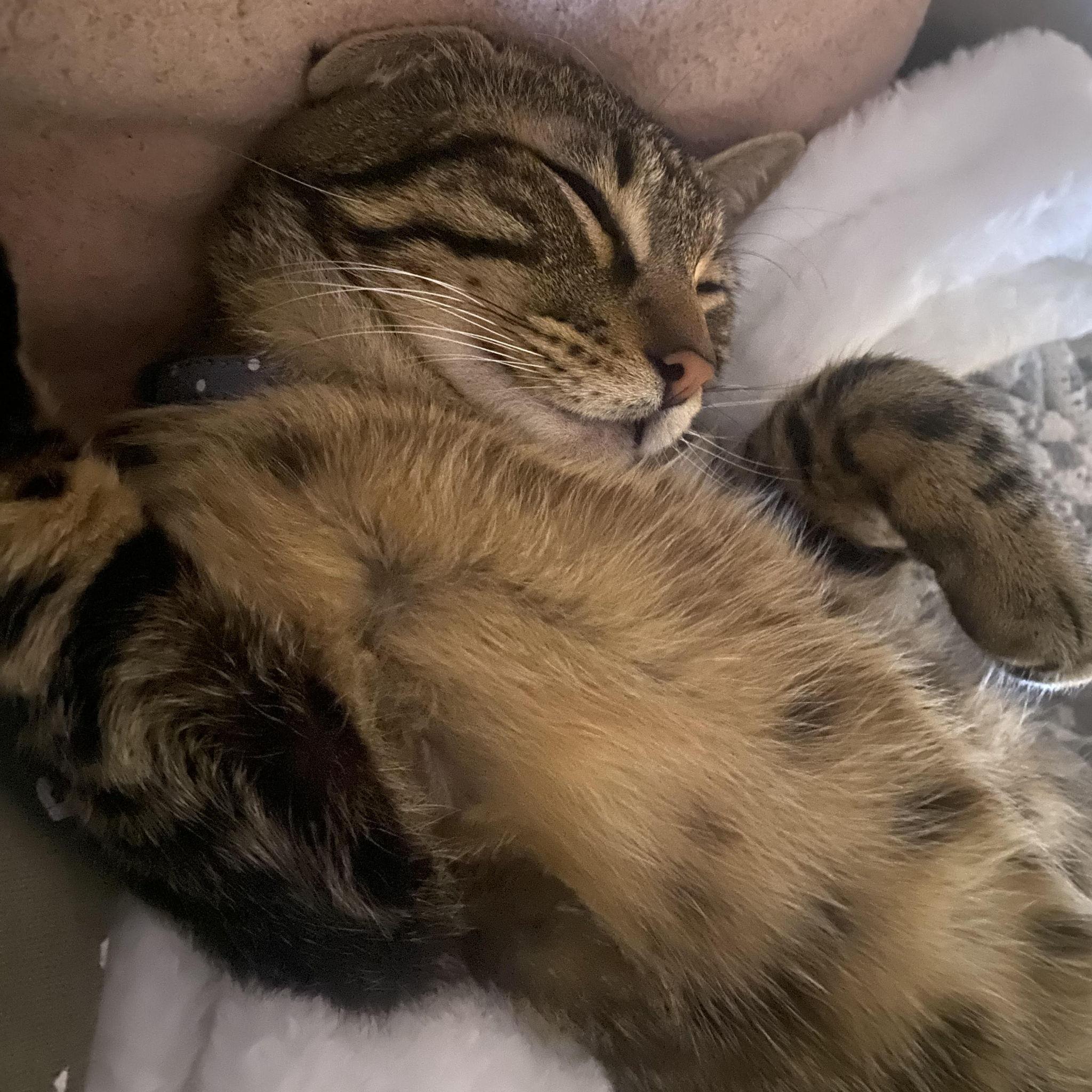 Our beloved Mr. Darcy