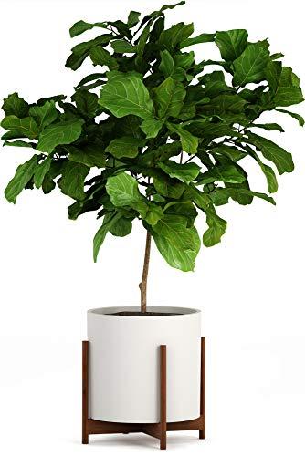 Fox & Fern Wide Plant Stand - Acacia - EXCLUDING 15" White Ceramic Planter Pot