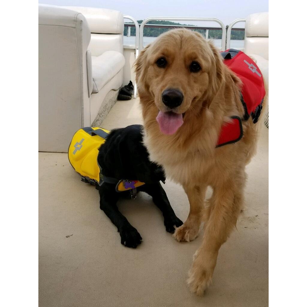 Baywatch pups.