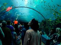 Georgia Aquarium