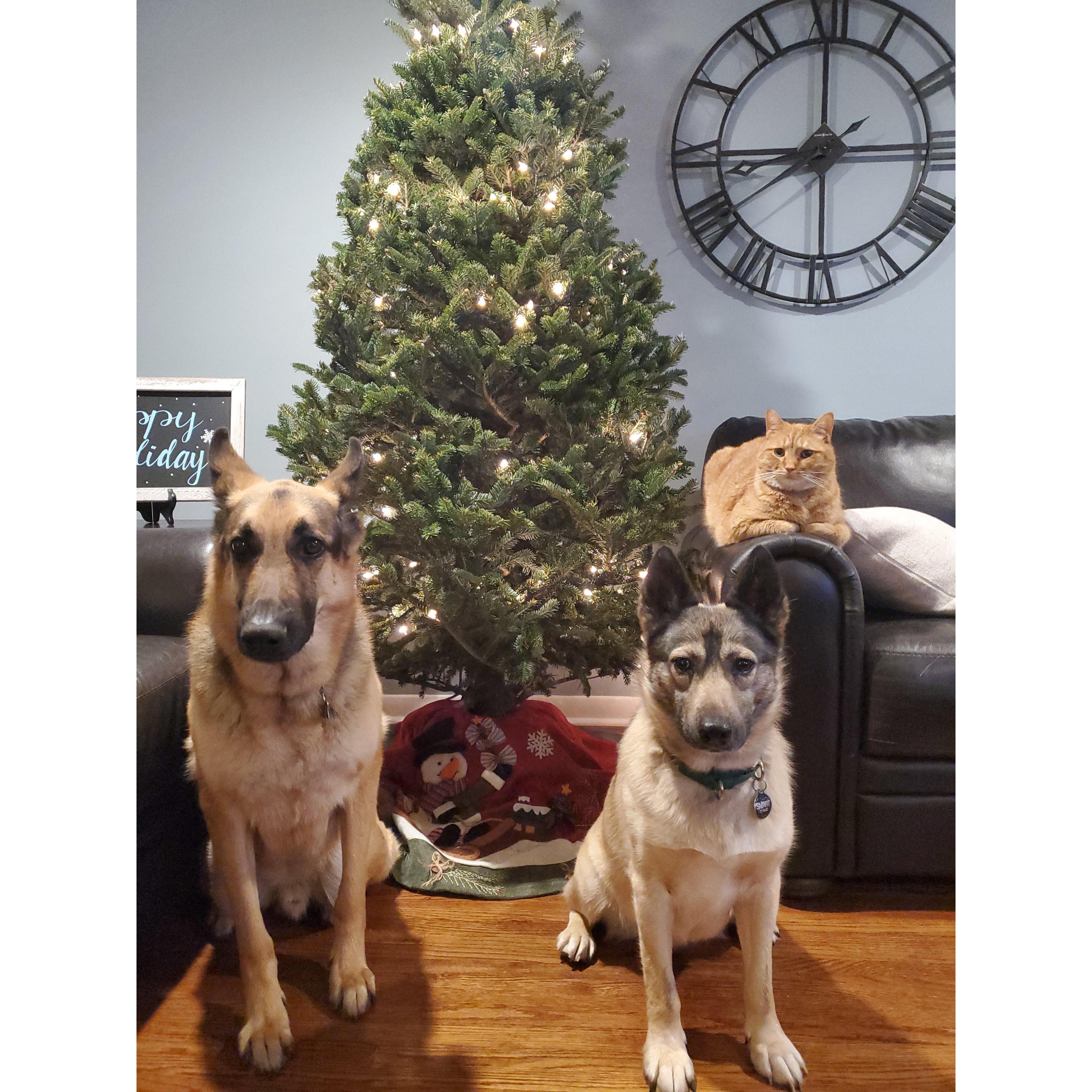 Furbabies first Christmas together as a big family