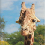 Henry Vilas Zoo