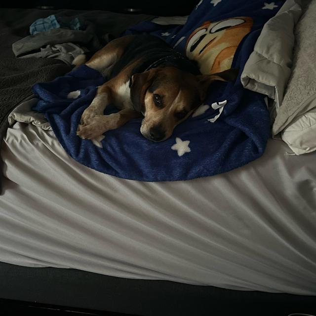 King Bed Fund