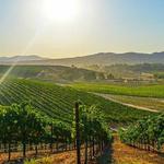Temecula Wineries