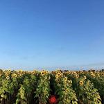 The Berry Farms