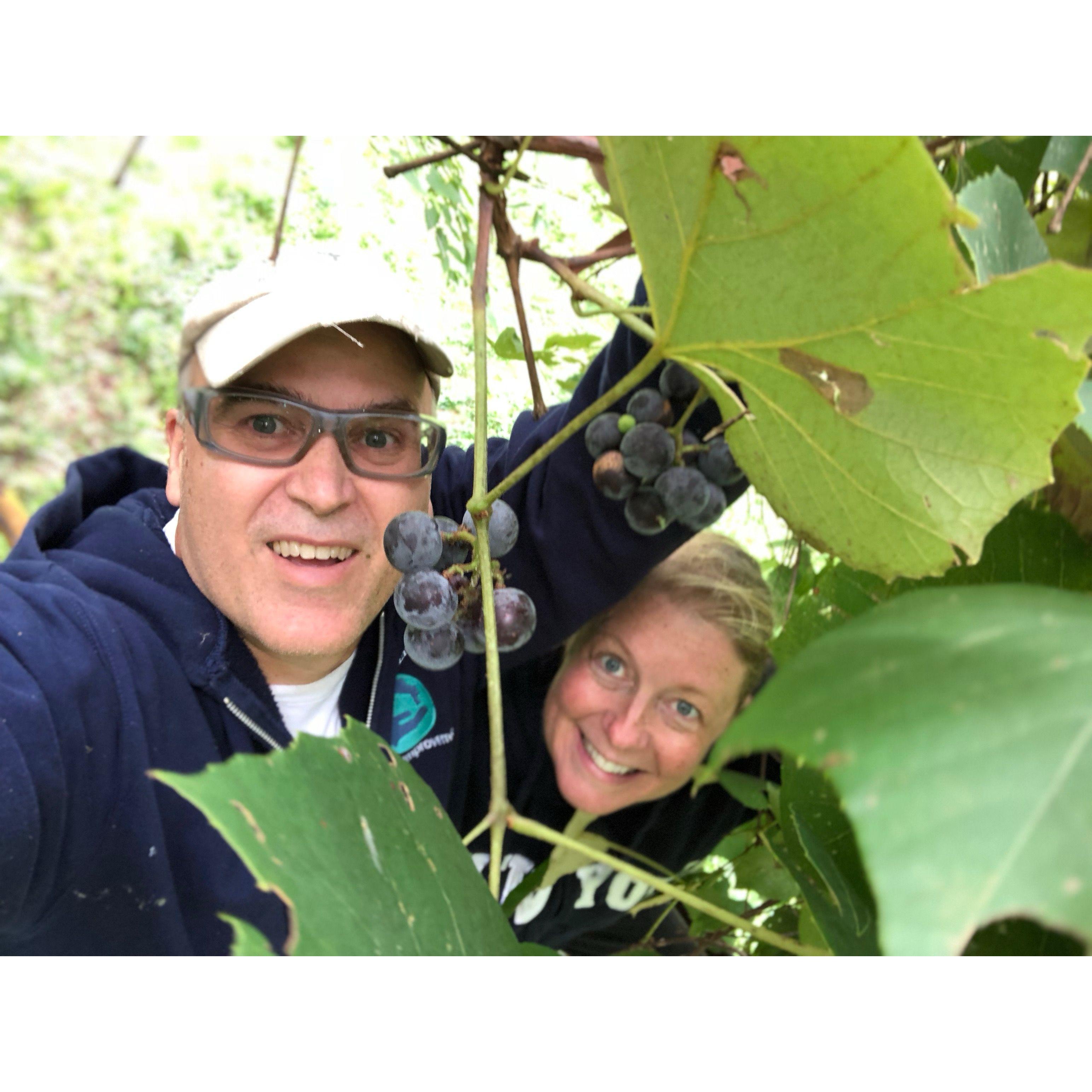 High up in the bucket of a tractor picking grapes for jelly on family land in Byfield, MA.