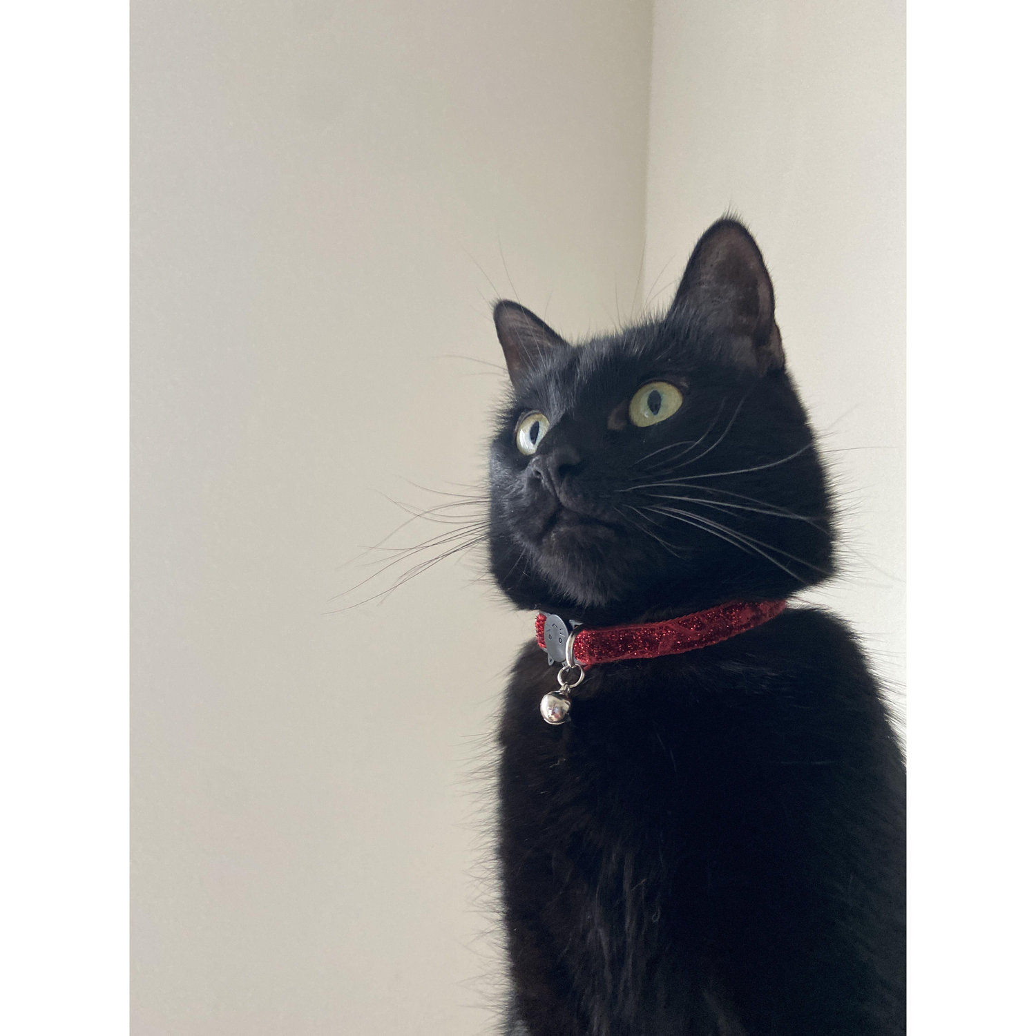Coraline Kitty