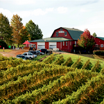 Carter Mountain Orchard